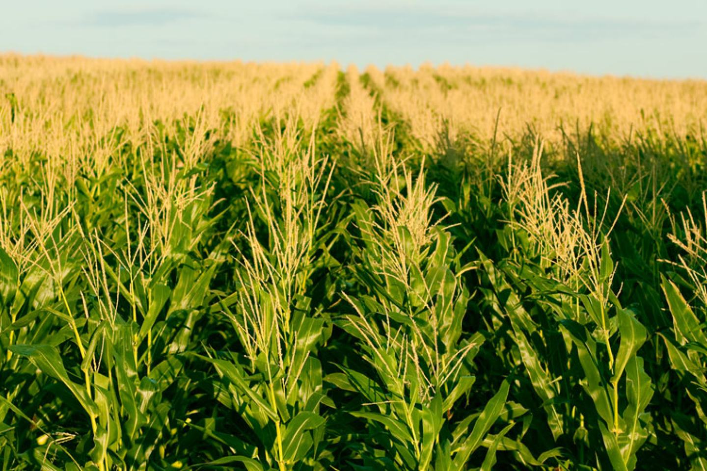 EPA Approval of Dicamba Mix Card Photo