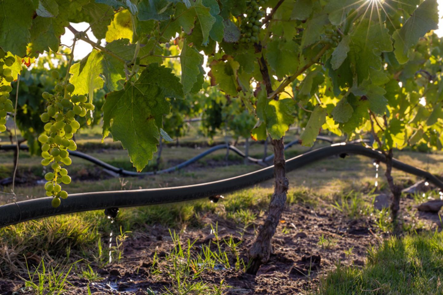 Drip Irrigation Photo