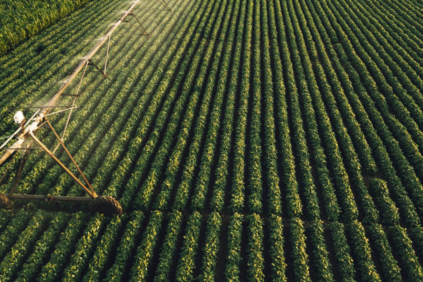 Lucento Fungicide Hero Image