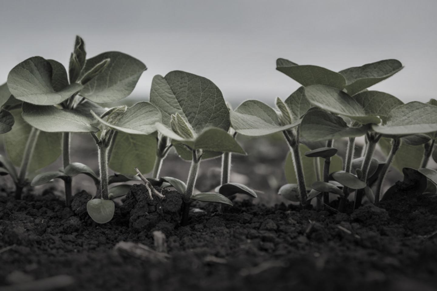 New Authority Edge Herbicide Crop Photo