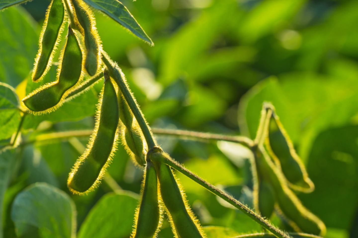 New Authority Supreme Herbicide - Crop Photo