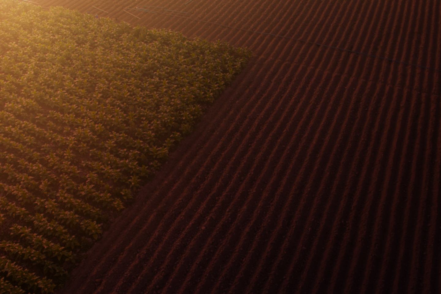 3RIVE 3D Field Photo