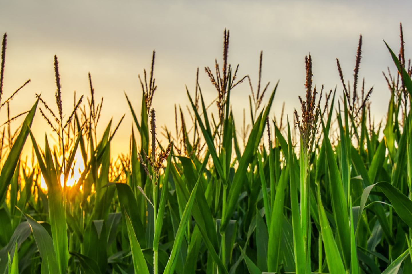 Corn Field Photo