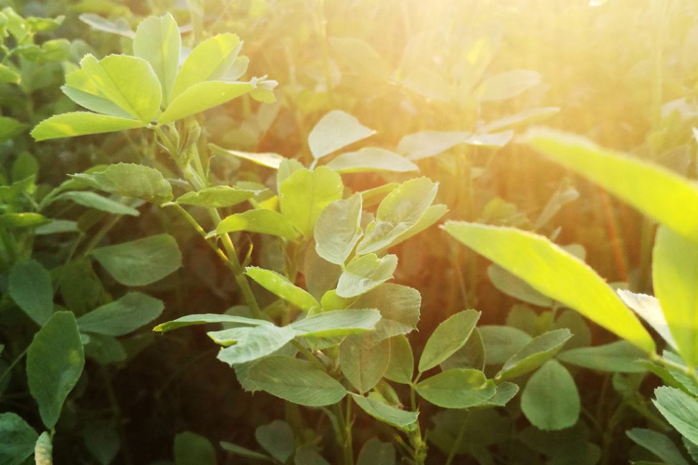 Prevathon Insect Control Approved for CA