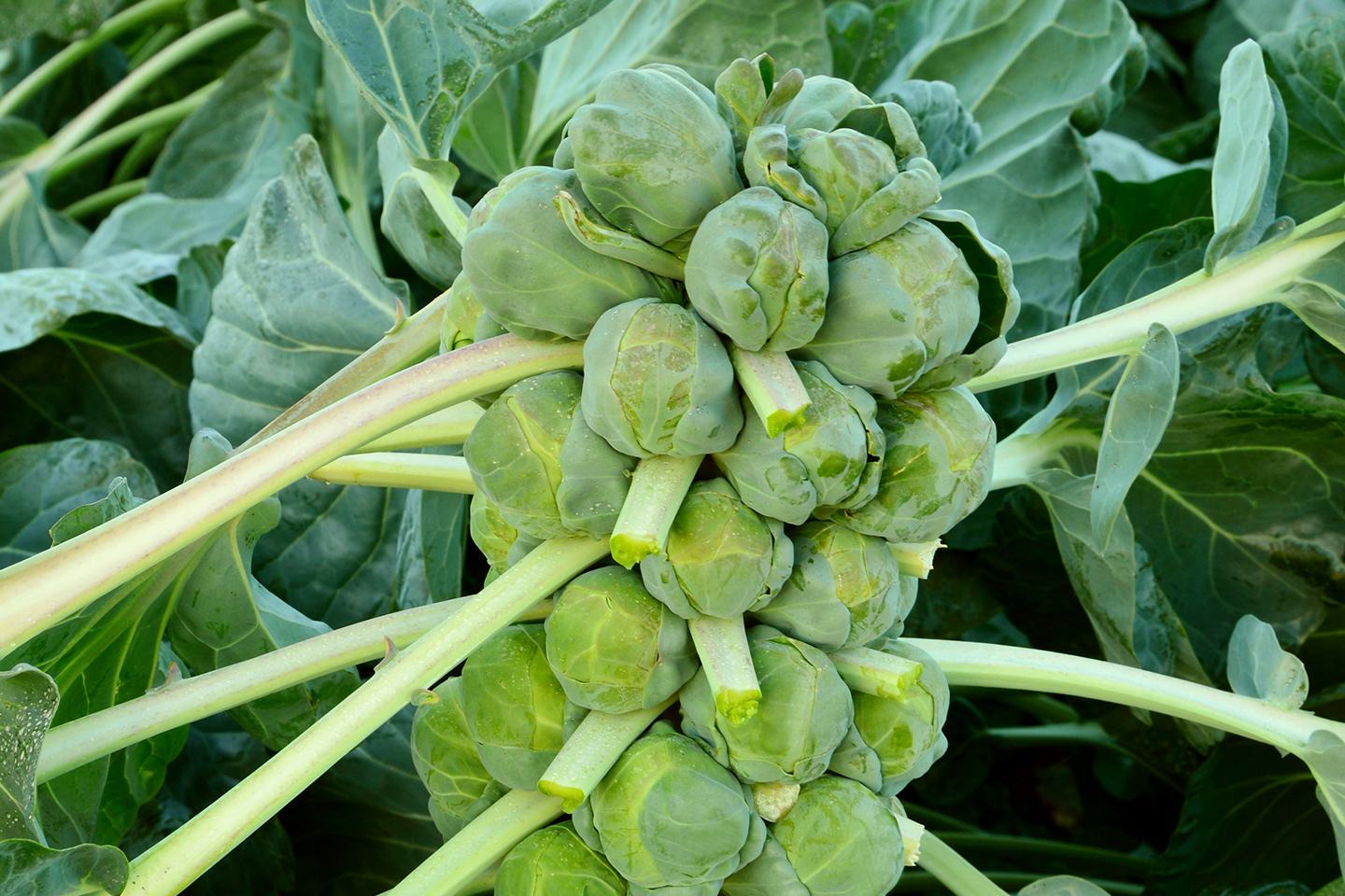 Brussels sprouts