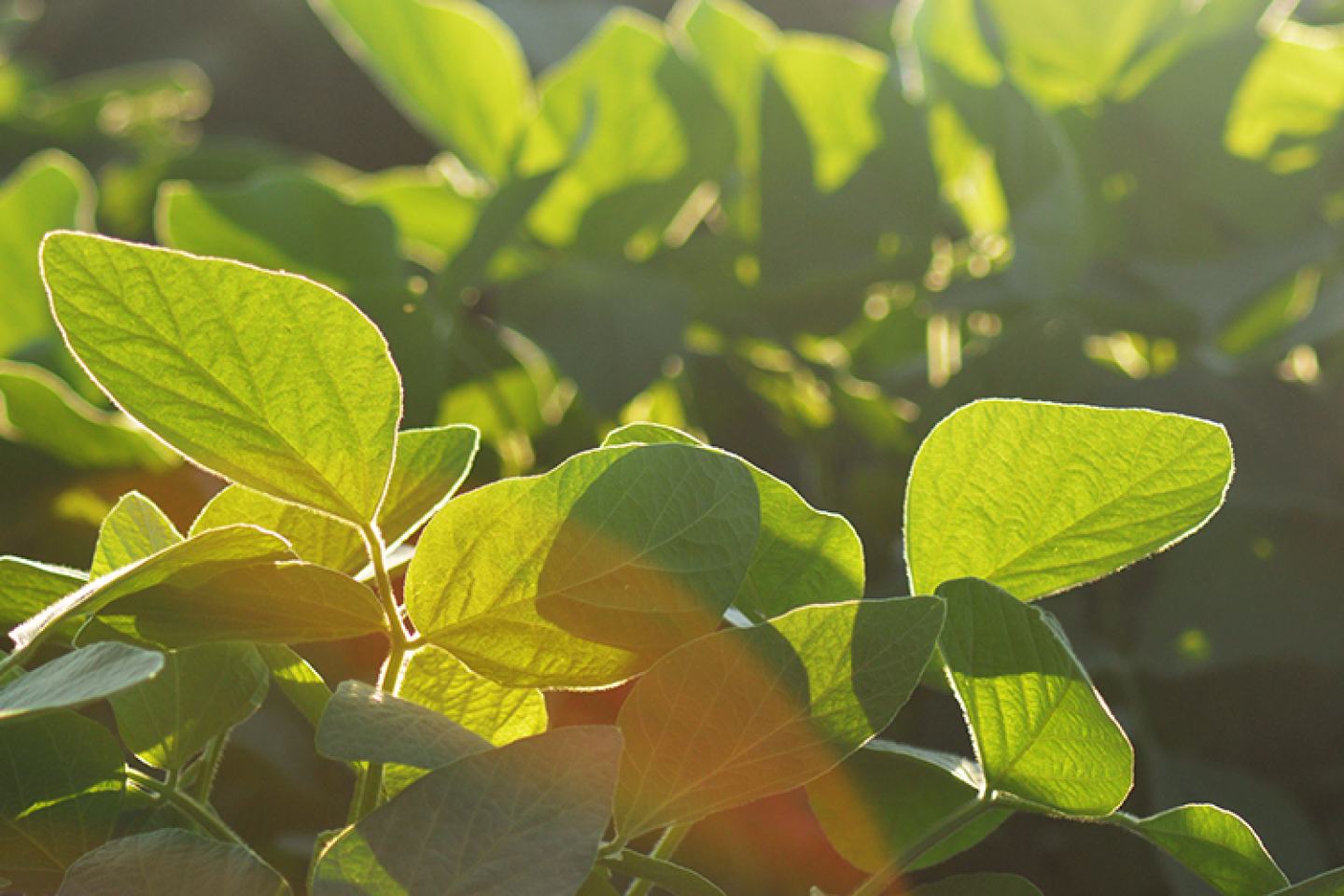 Soybean plants