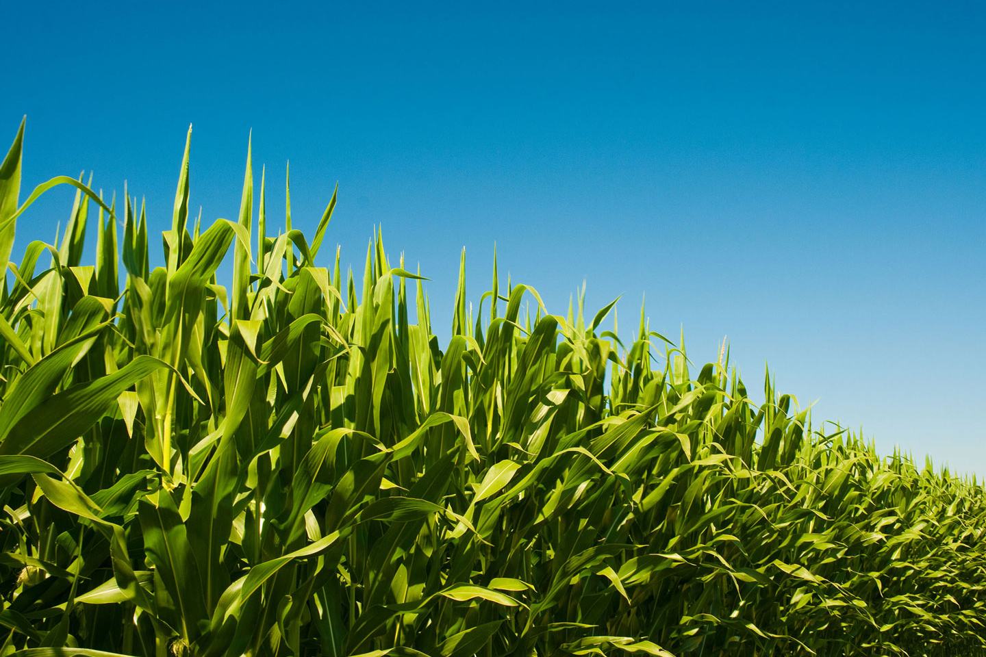 Corn field