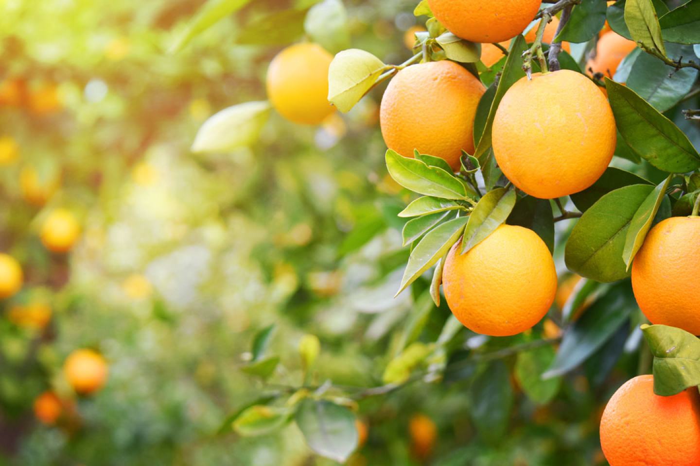 Citrus
