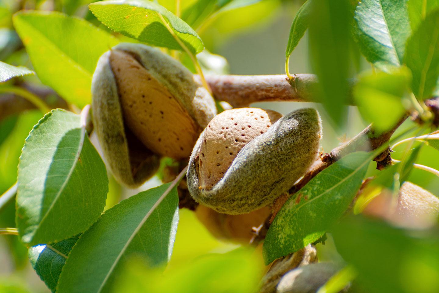Almonds