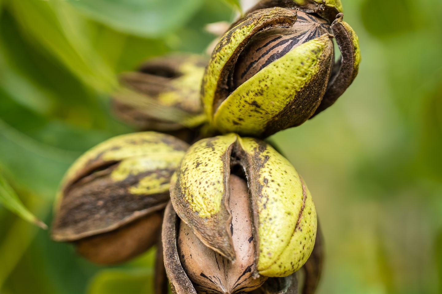Tree nuts