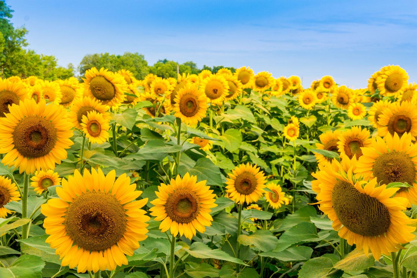 Sunflower field