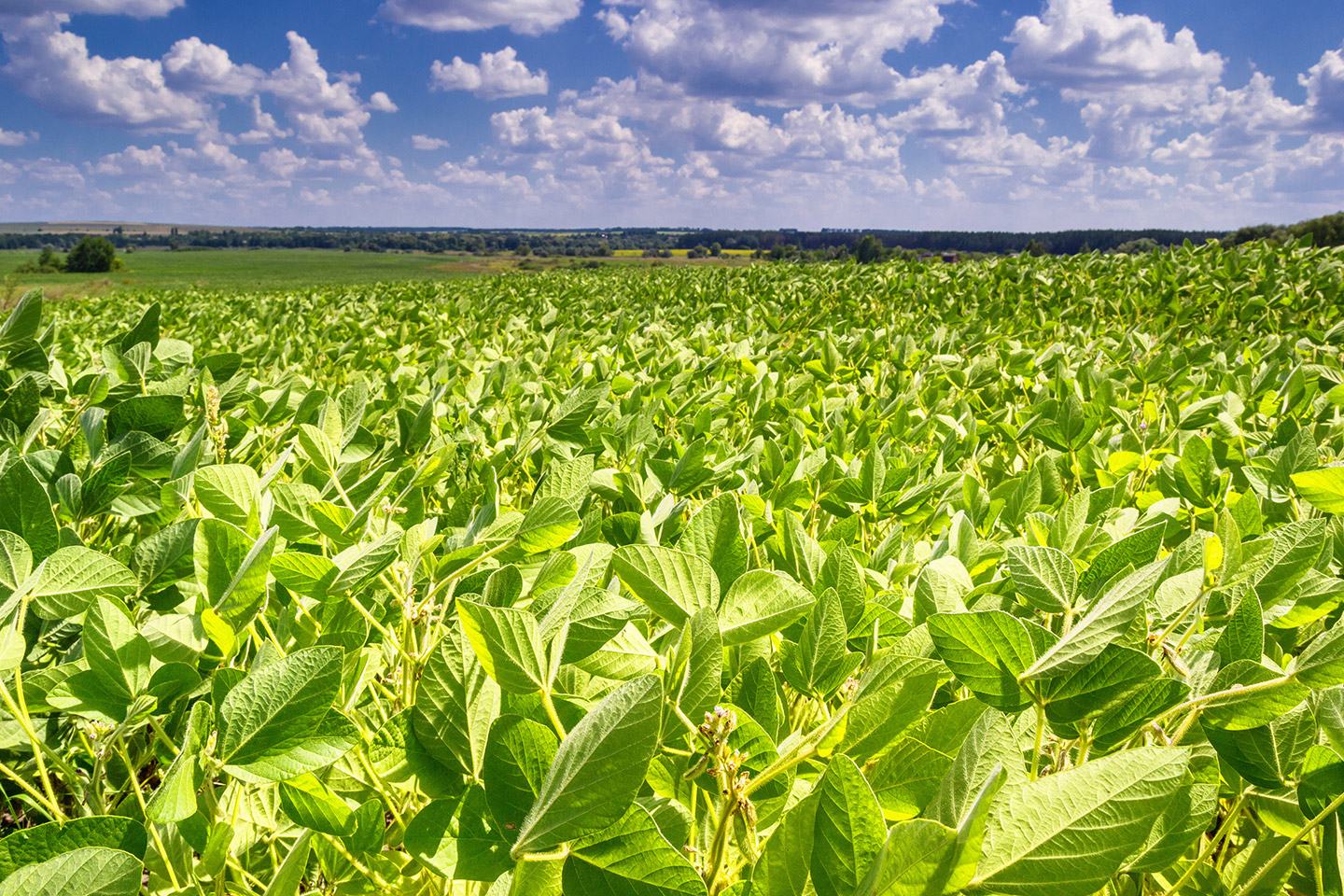 Soybean field