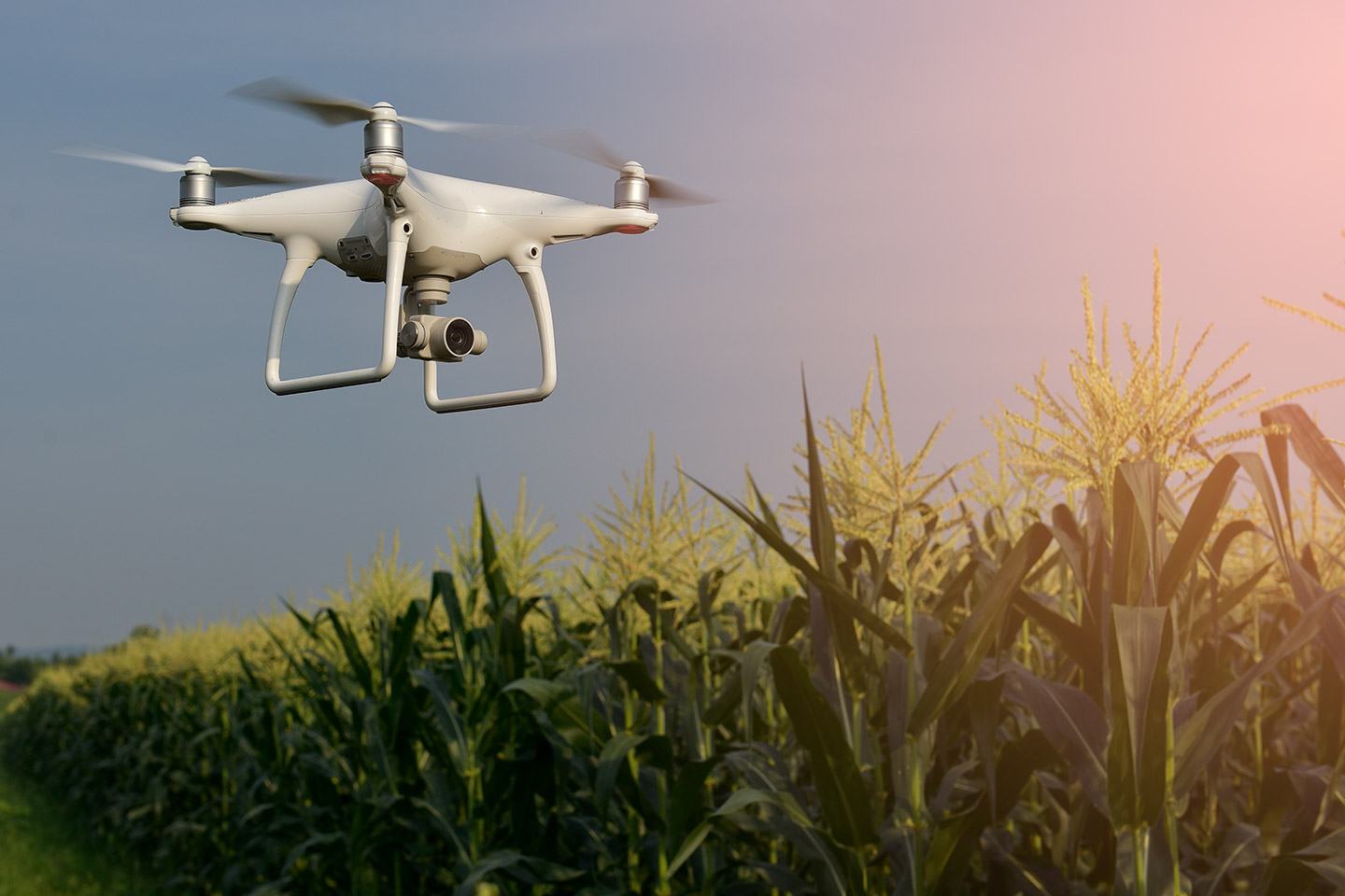 Drone flying over corn field