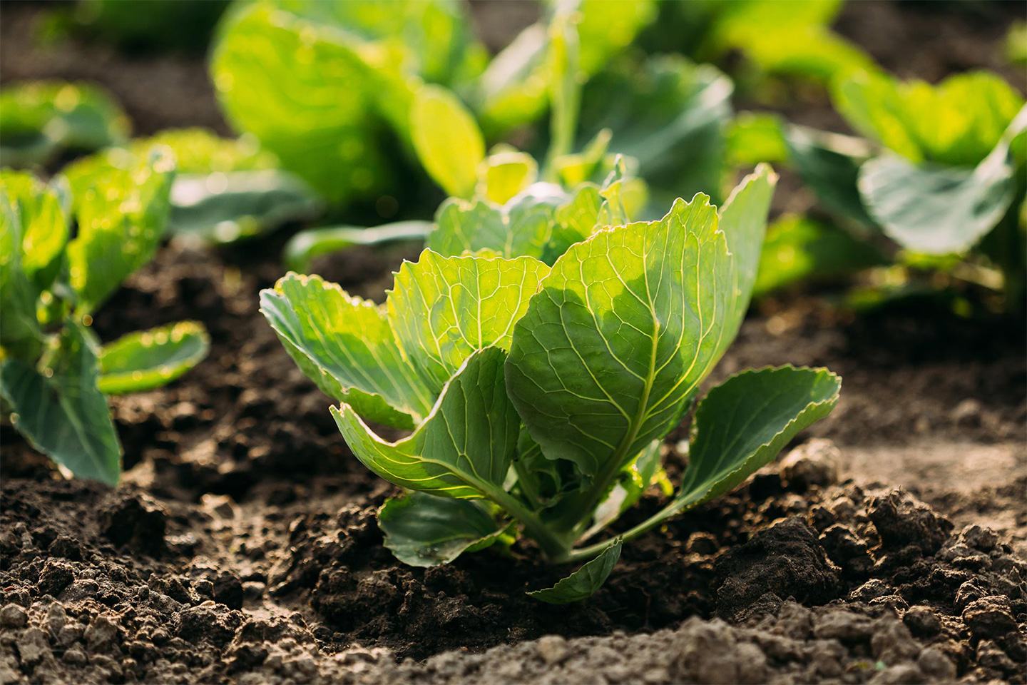 Leafy vegetables