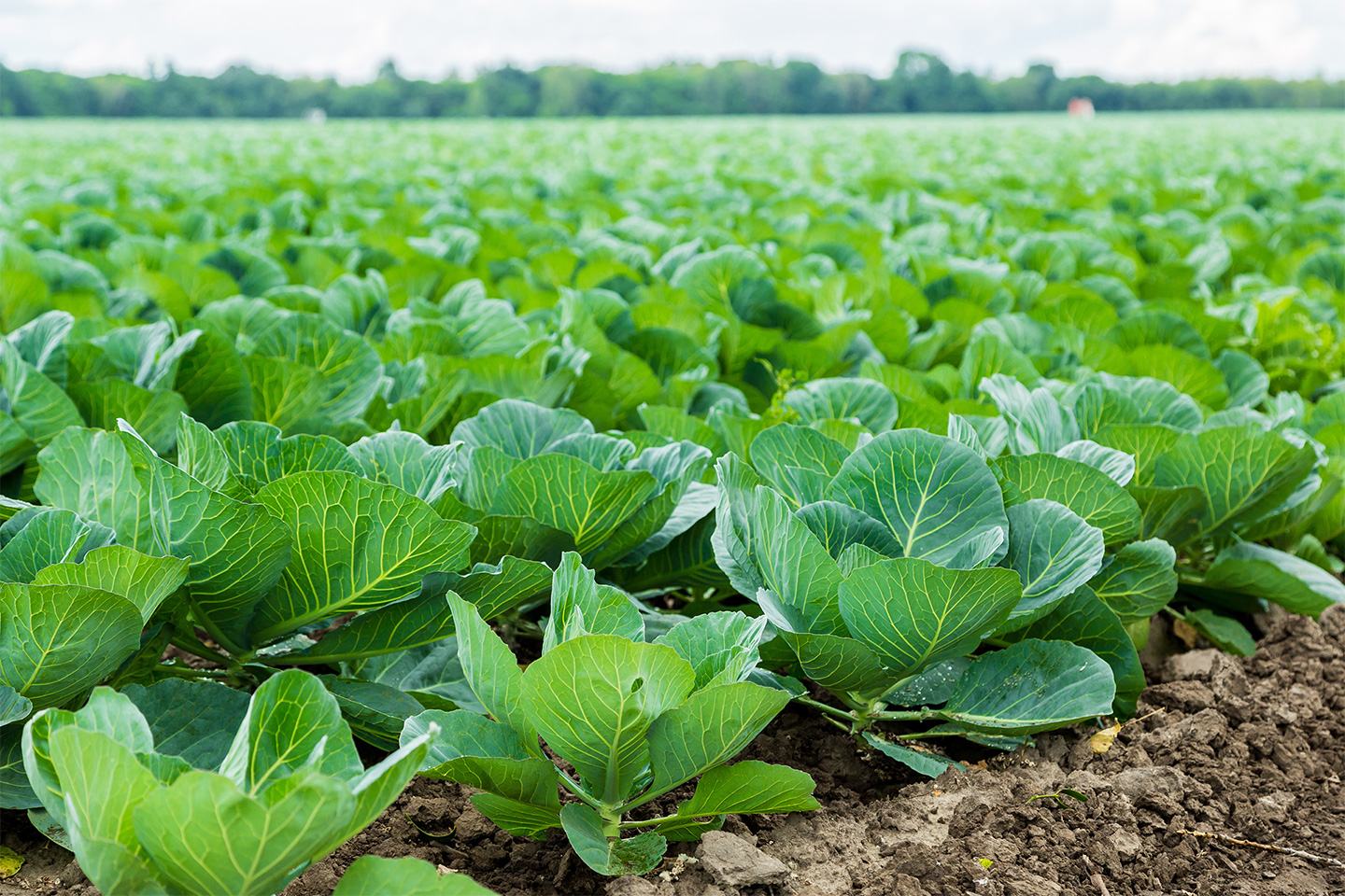 Field of leafy greens
