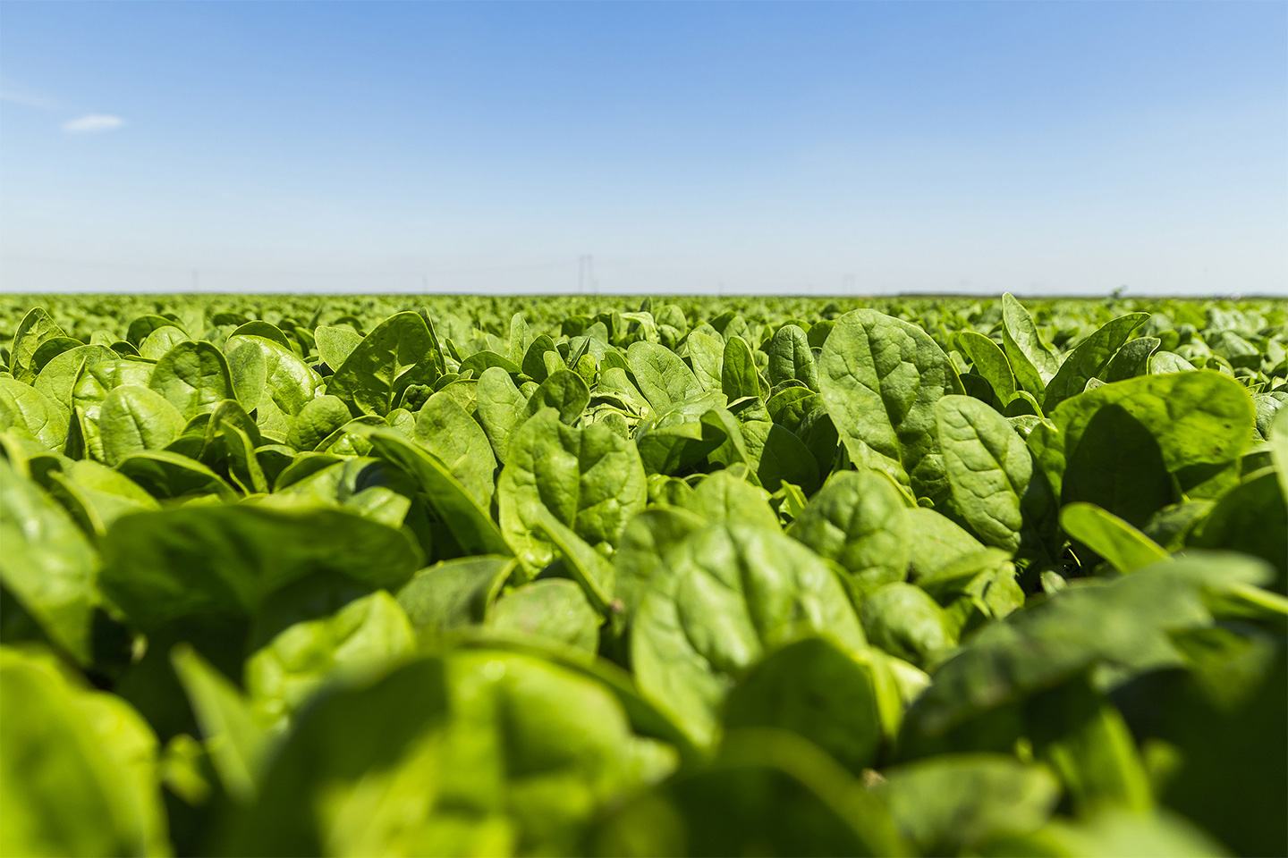 Field of greens