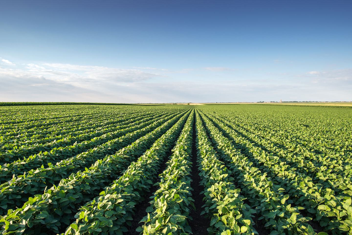 Soybean field