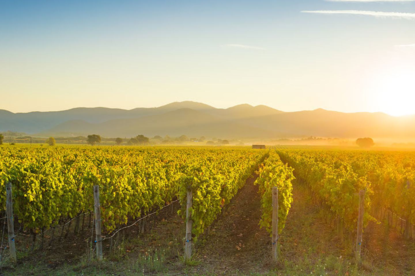Vineyard FMC Fungicides