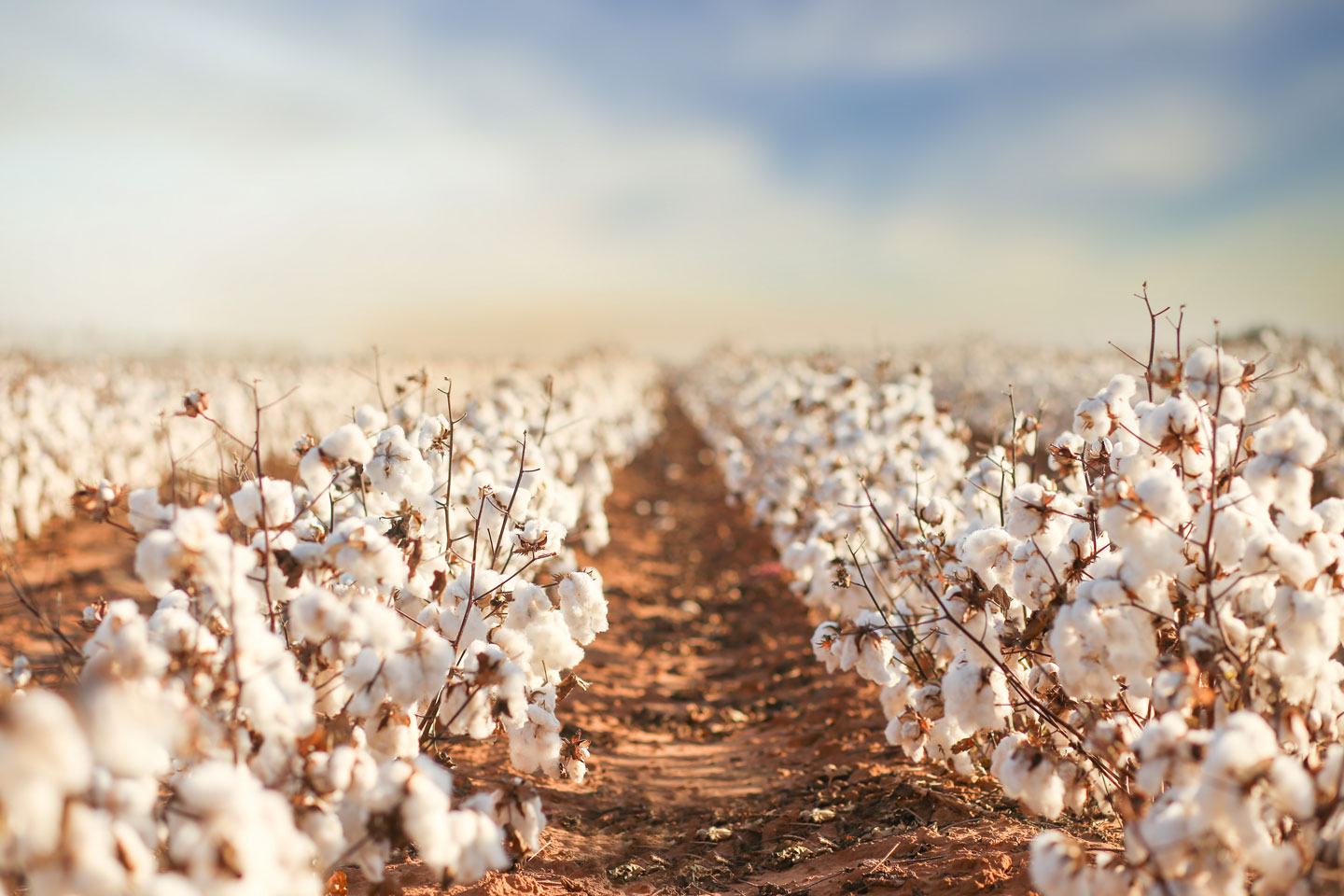 Cotton Defoliation With Display Cotton Defoliant