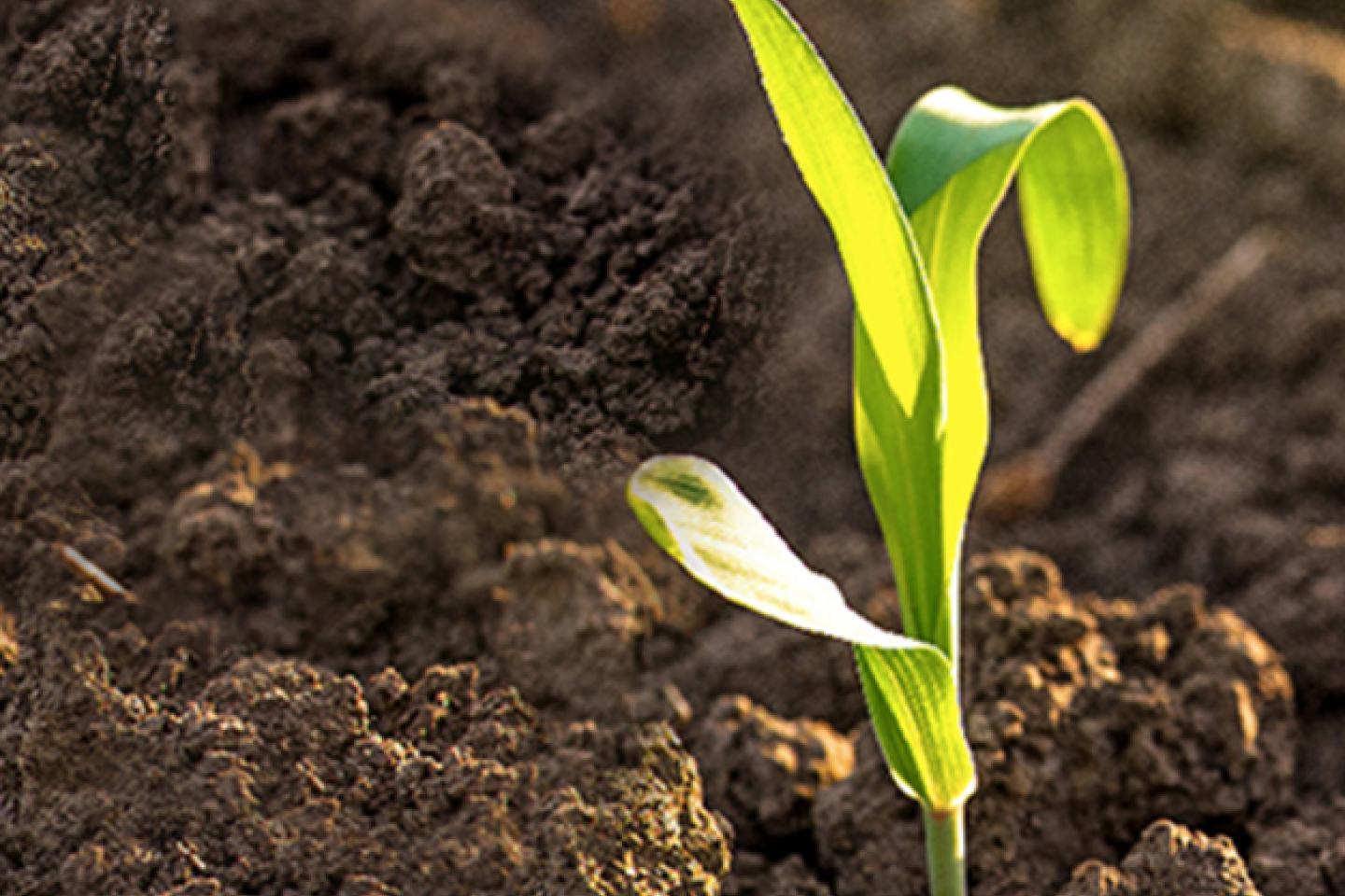 Young corn plant