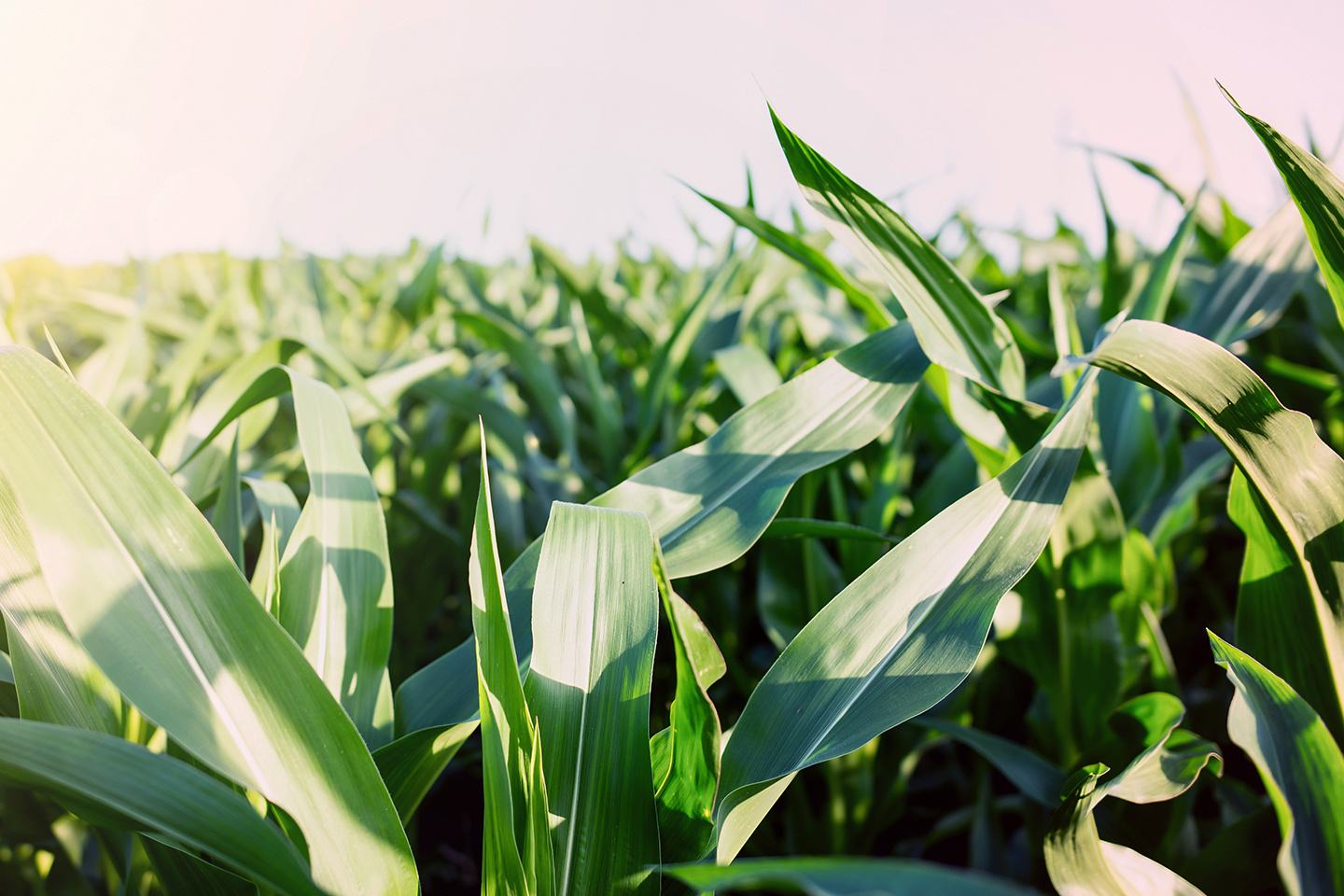 Vantacor™ insect control delivers convenient, targeted and long-lasting residual control of worm pests in row crops.