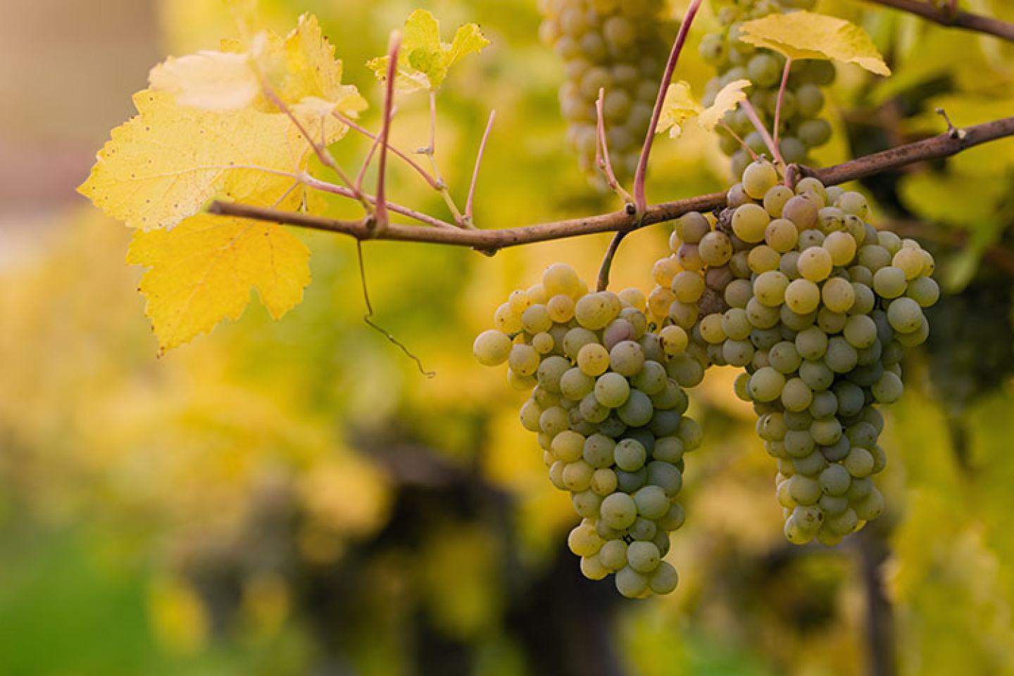 Vineyard FMC Fungicides