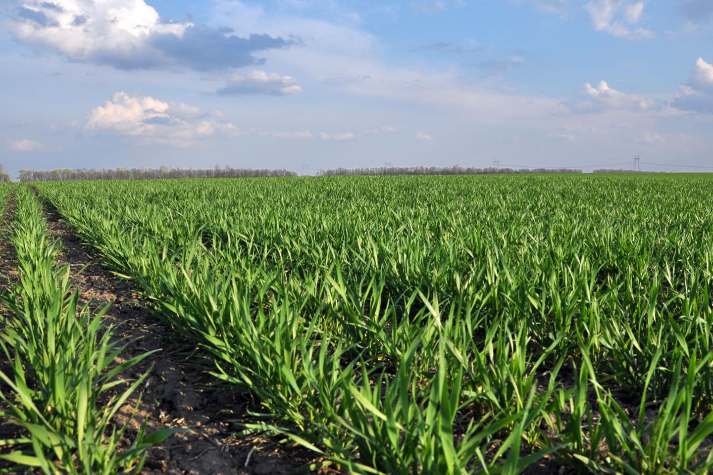 Winter Wheat Field