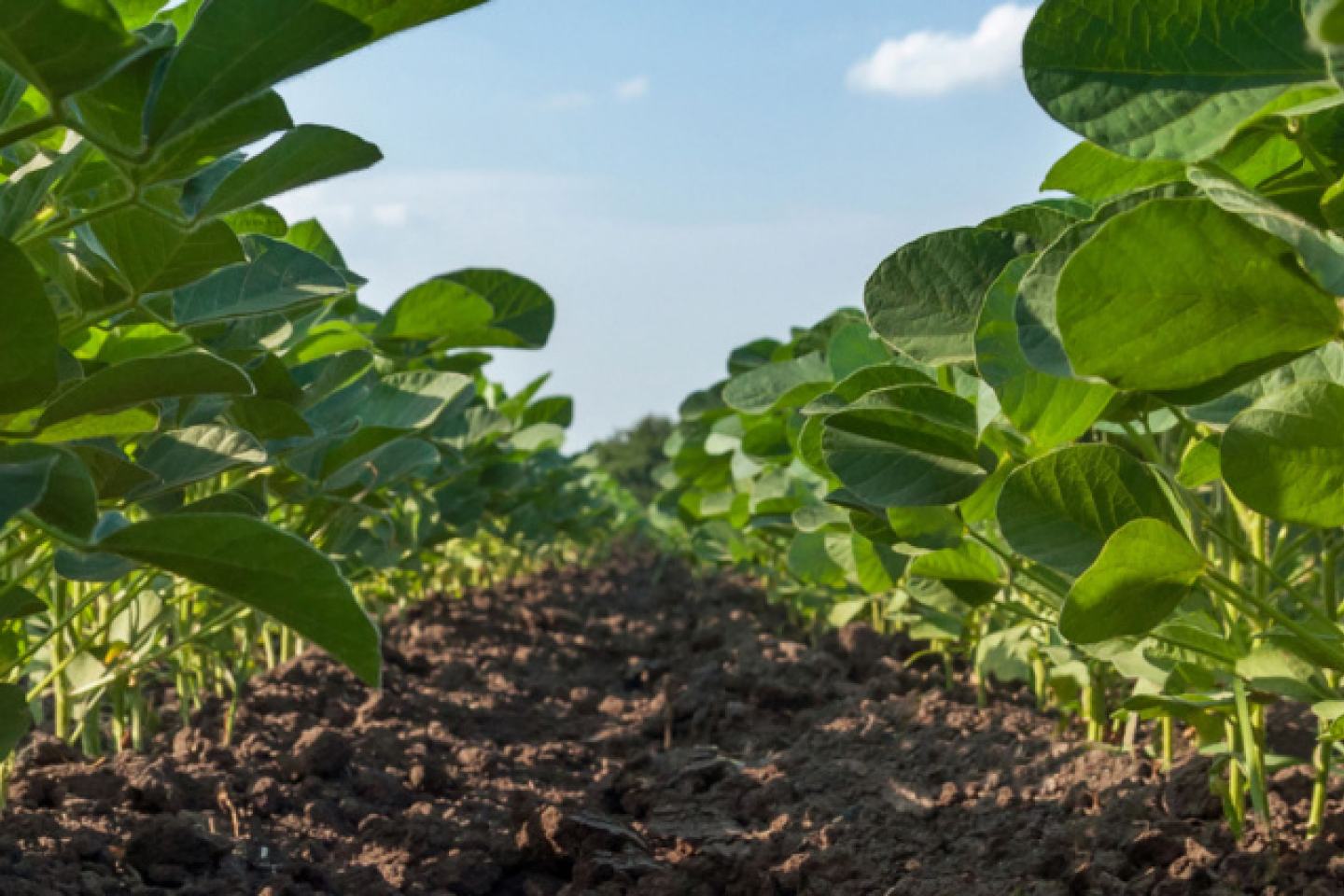 Row crop metabolic resistance