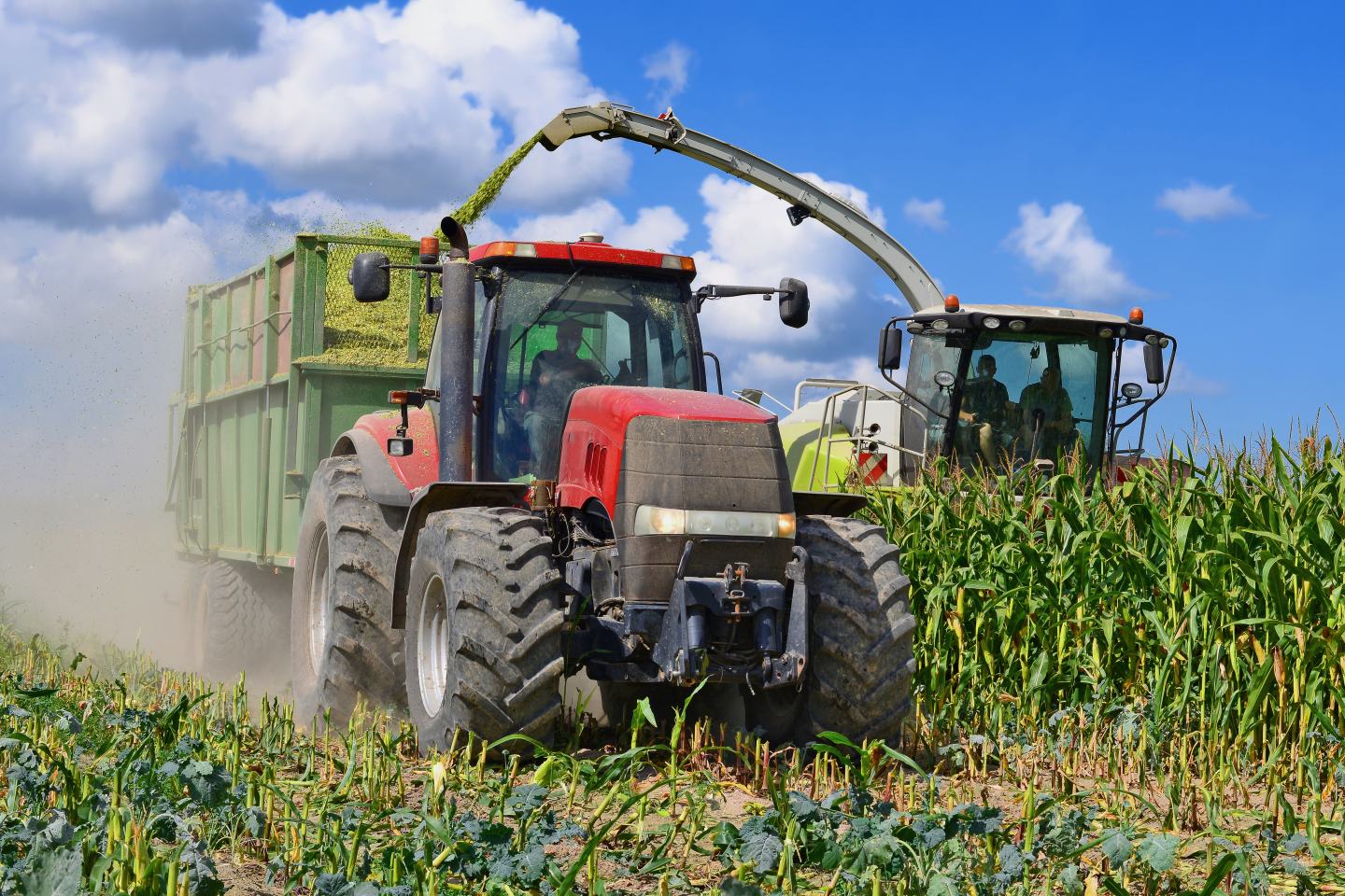 Harvesting corn silage
