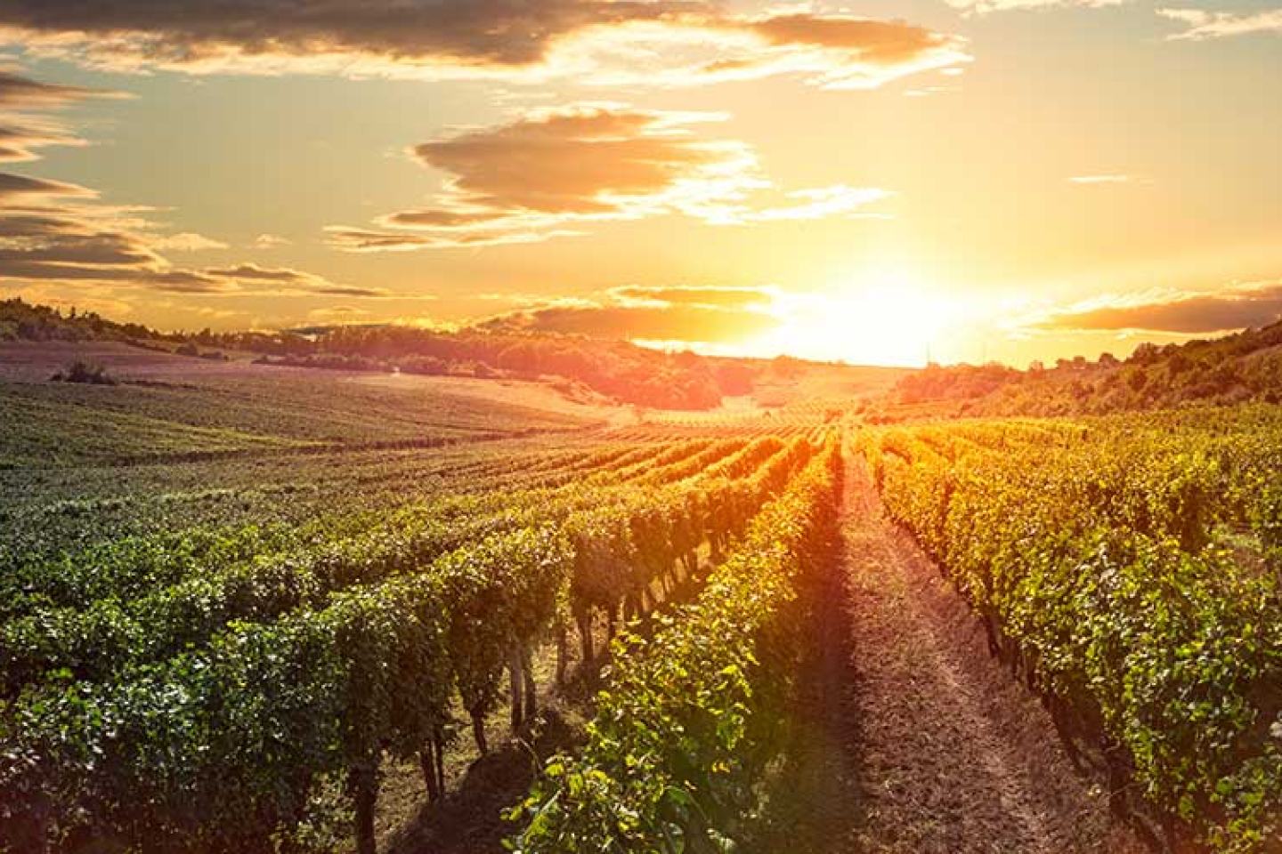 Vineyard
