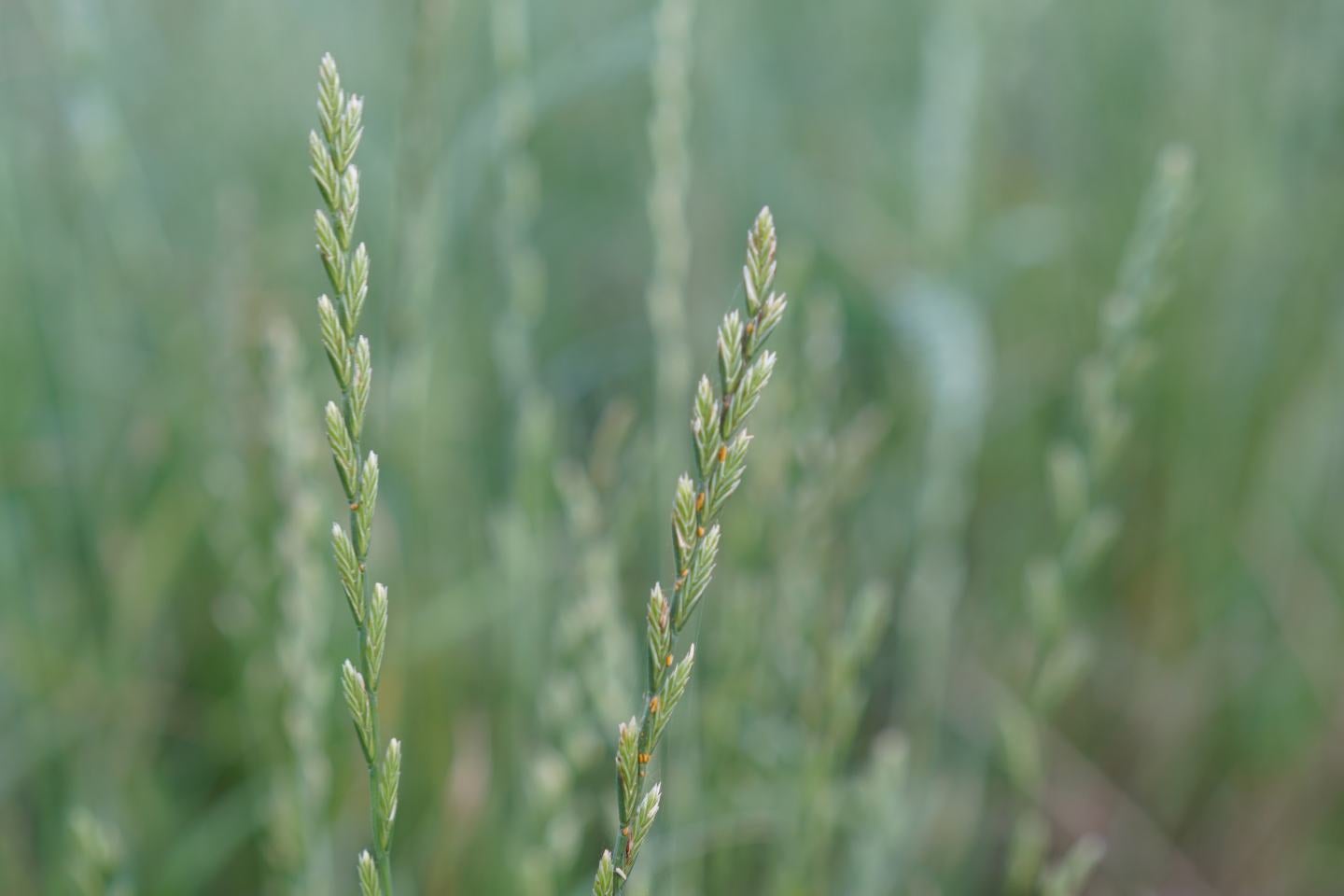 Close up of ryegrass