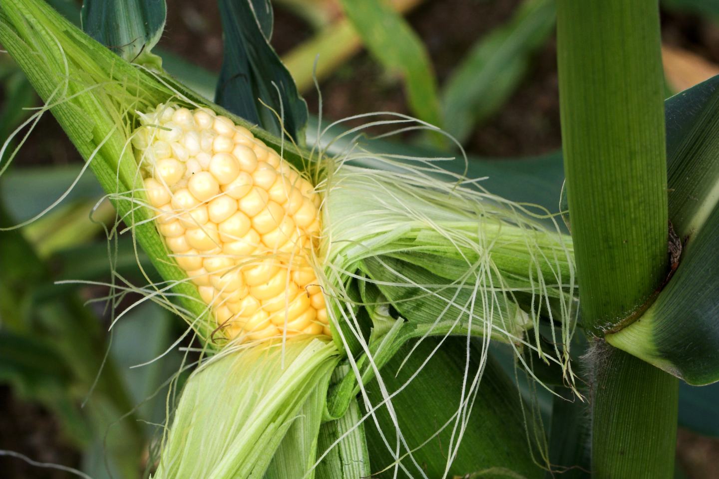 Cob of sweet corn