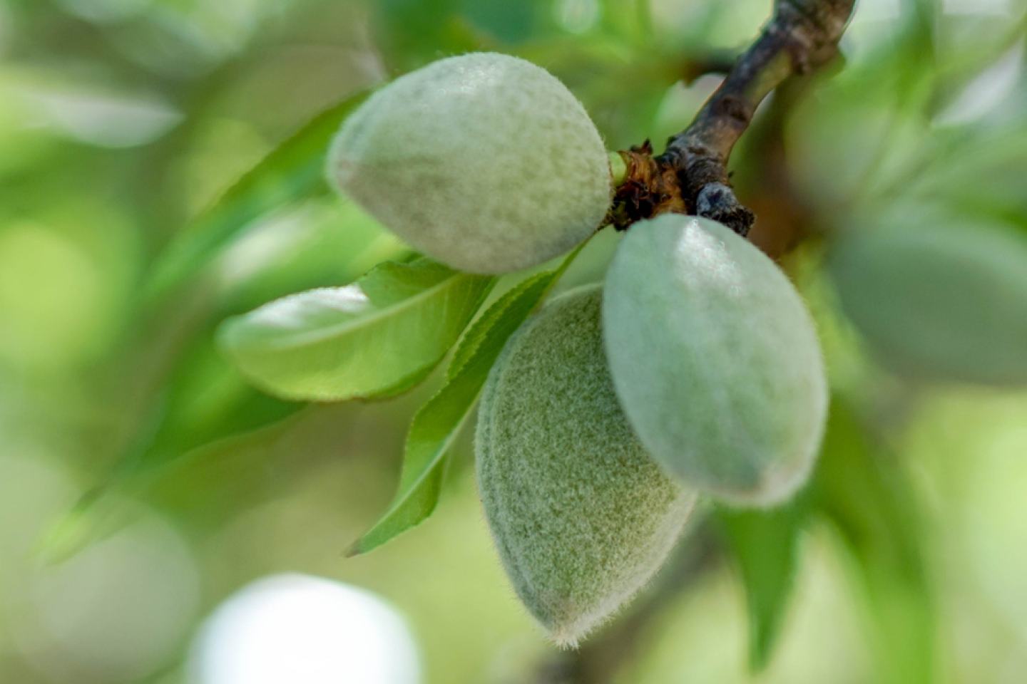 almonds