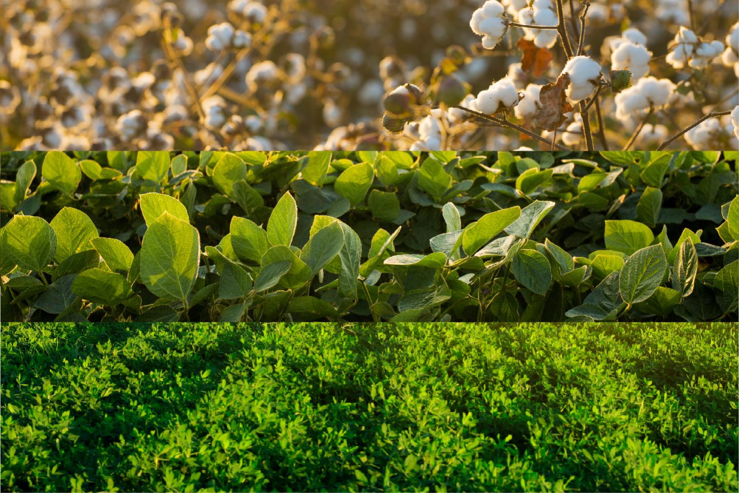 Crop photos