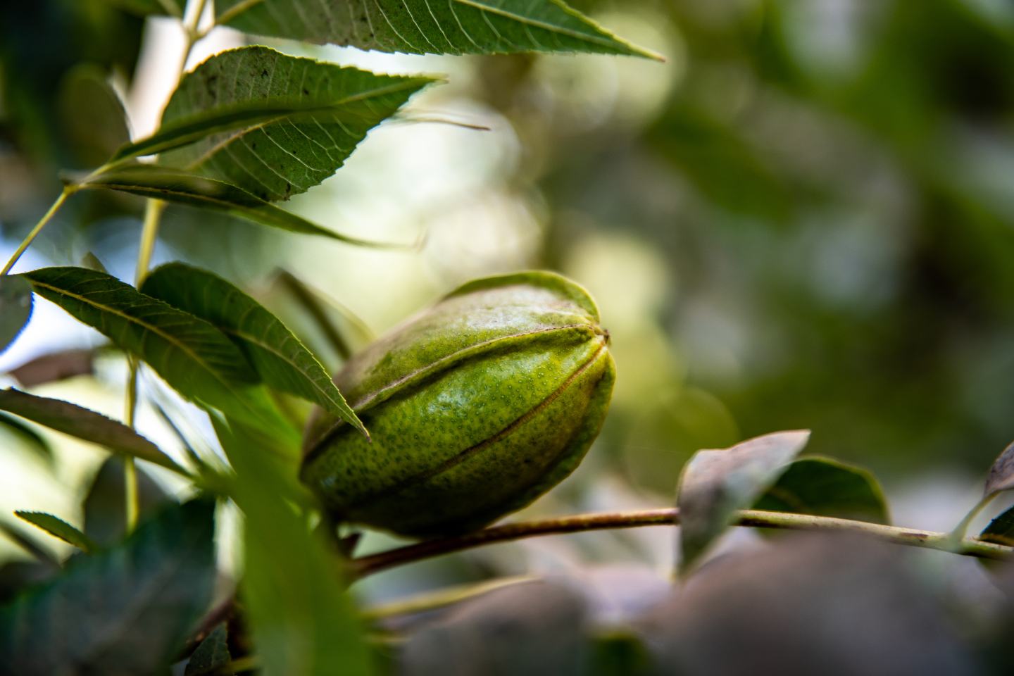 Pecan