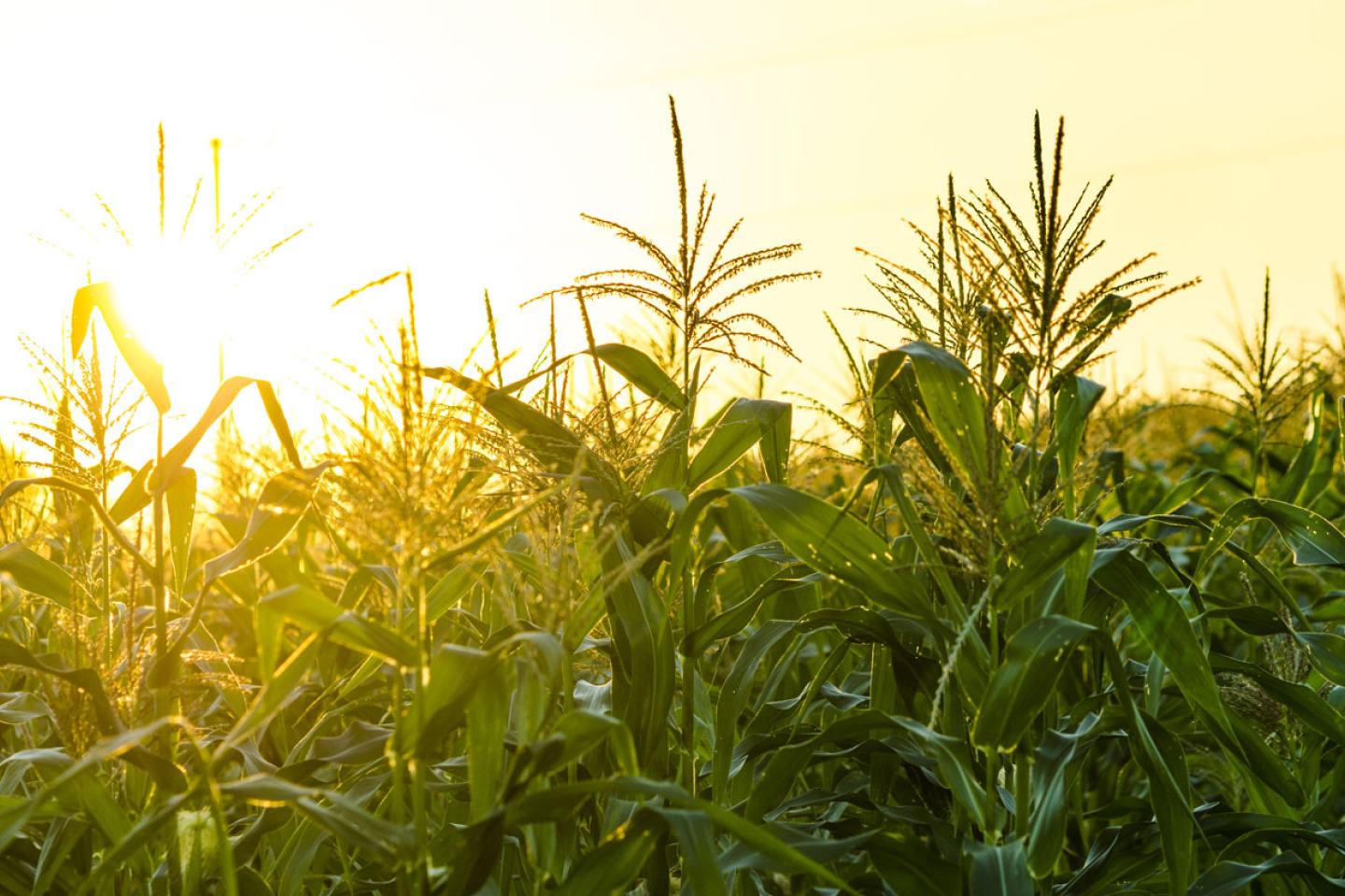 Field of corn at tasseling