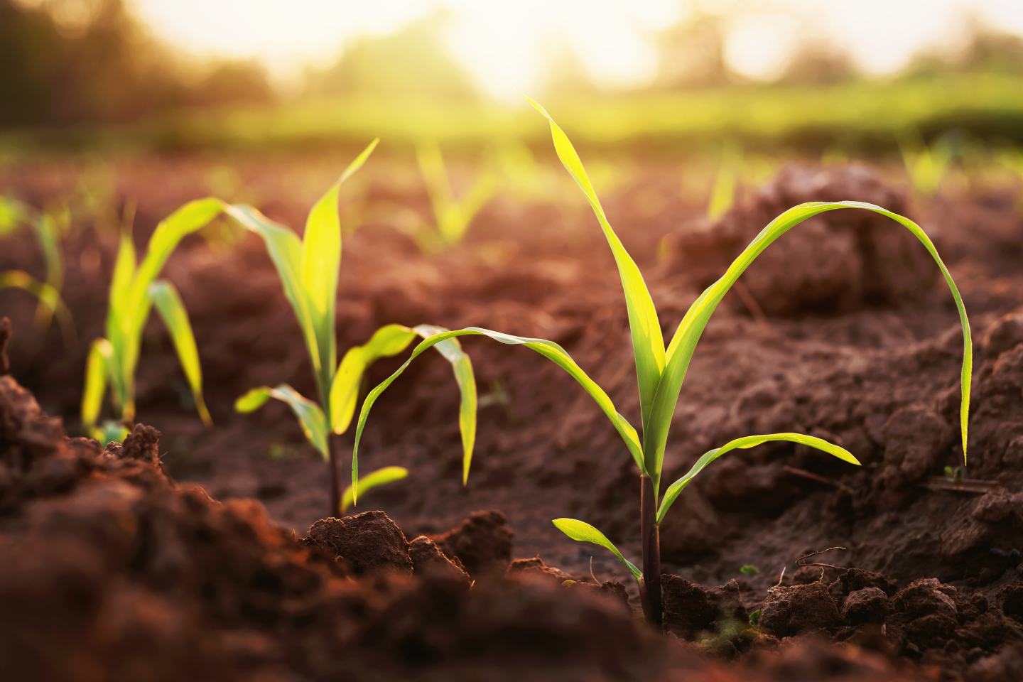 Close up of young corn in the furrow