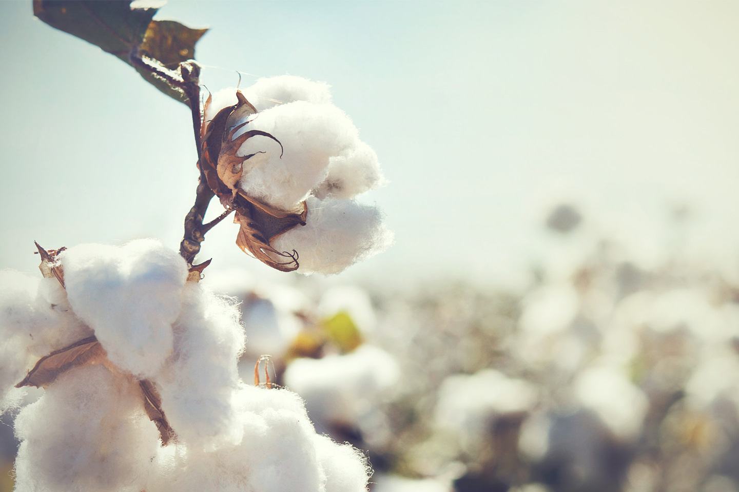 Cotton