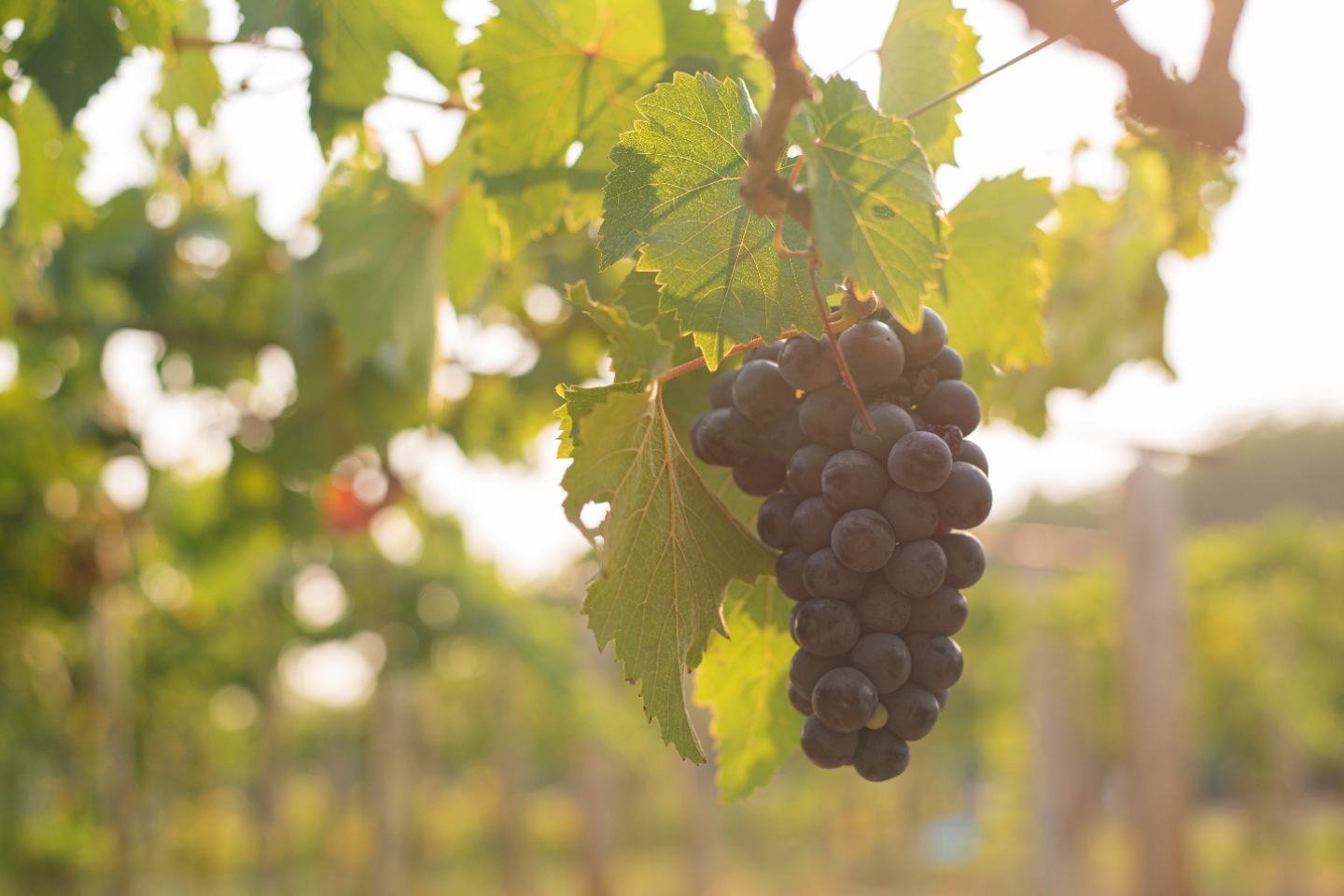 Grapes on vine