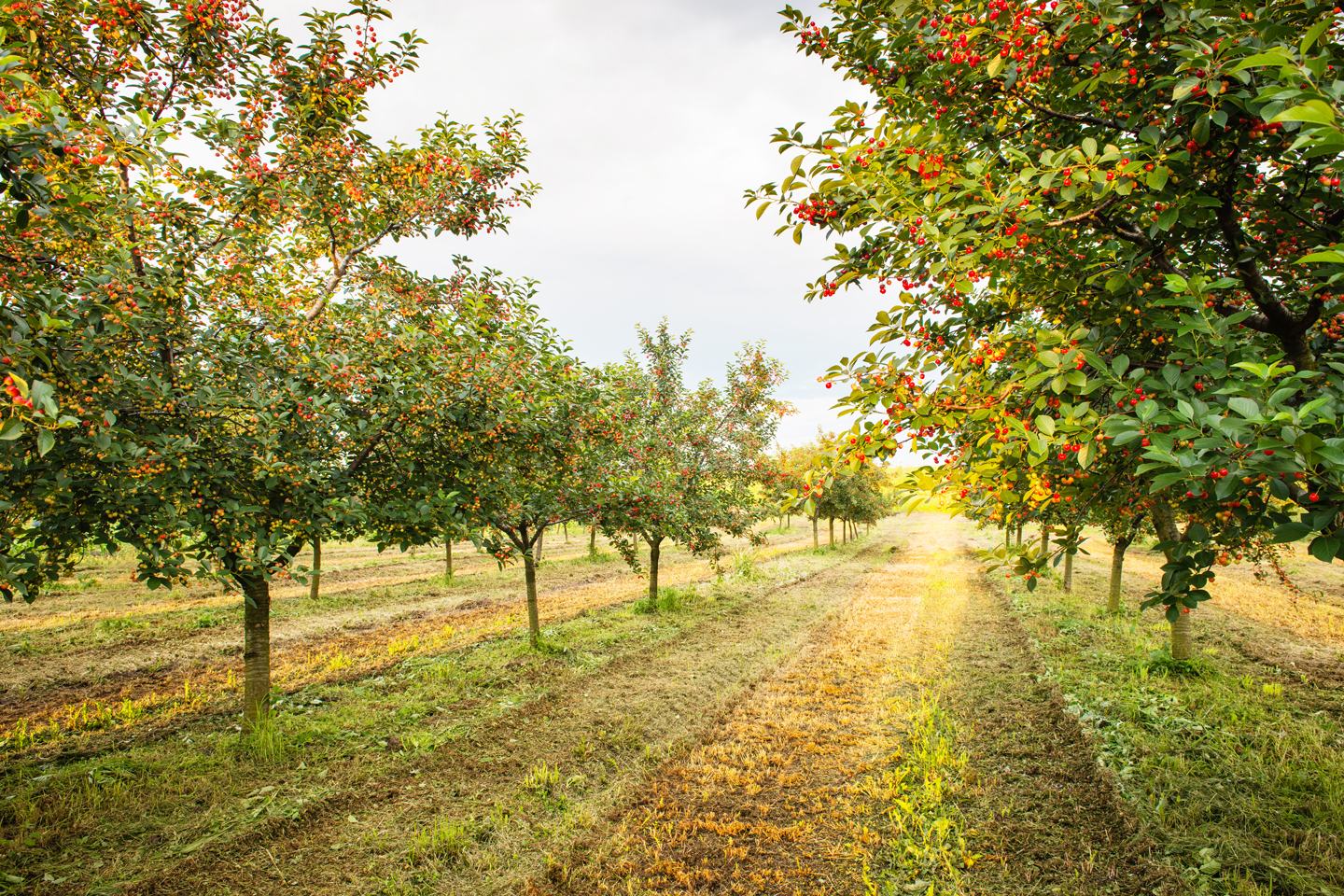 orchard
