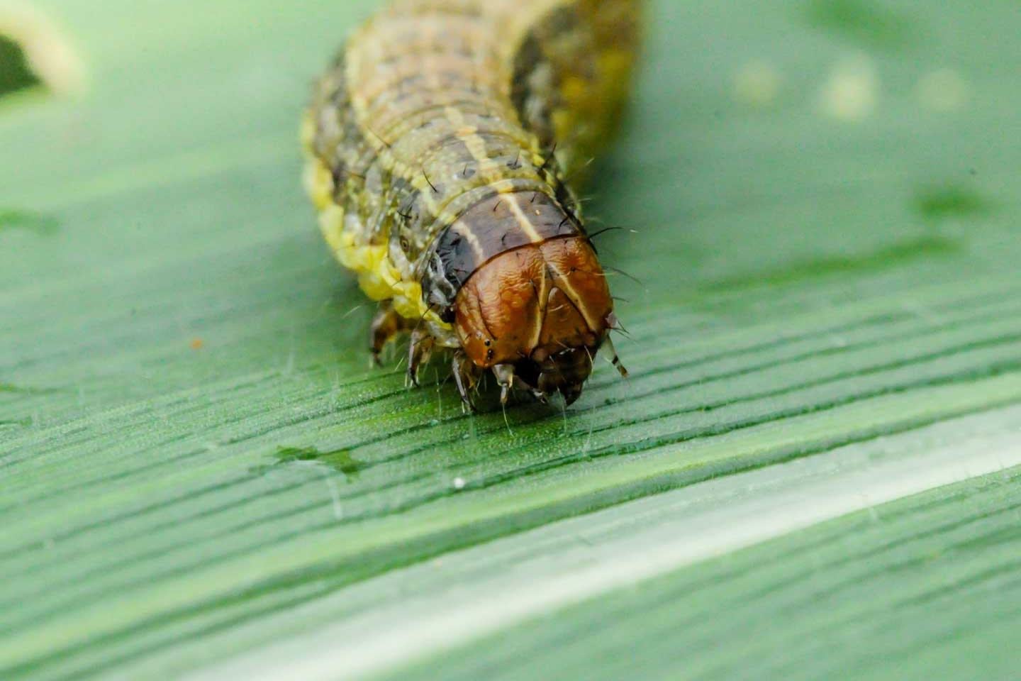 worm on corn