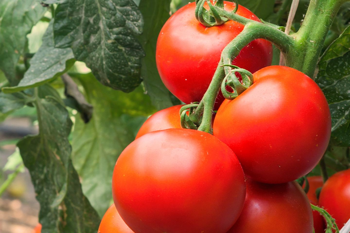 Tomato on vine
