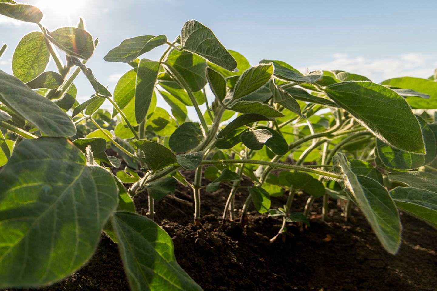 Soybeans