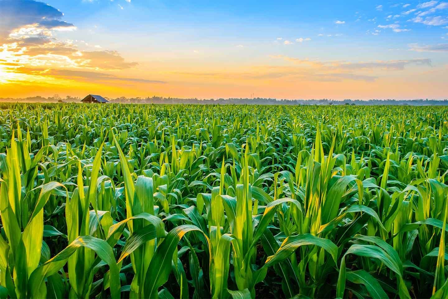 Corn sunset