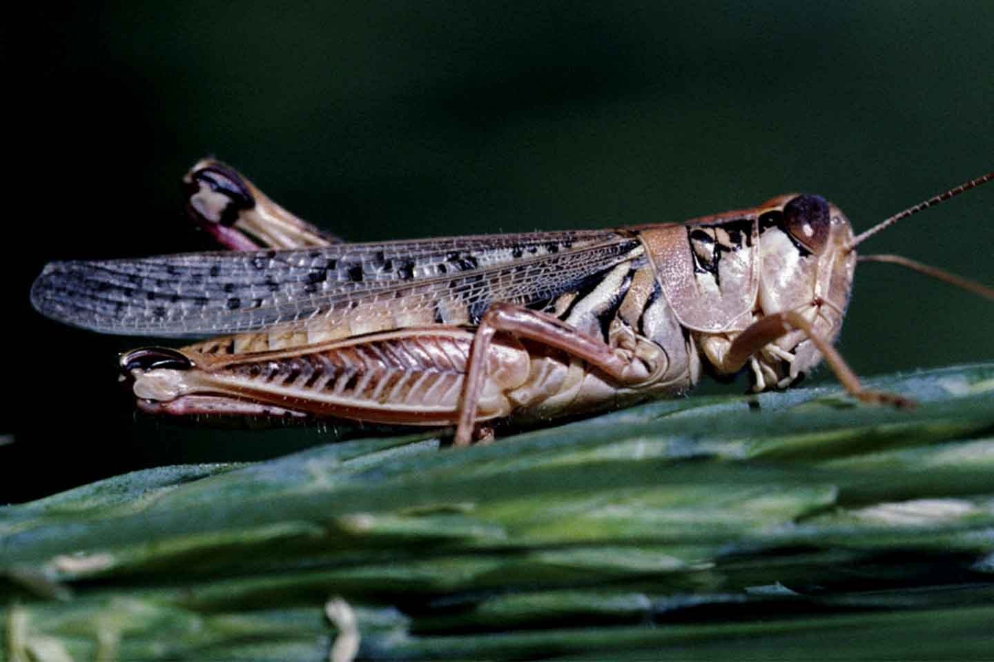 Grasshopper