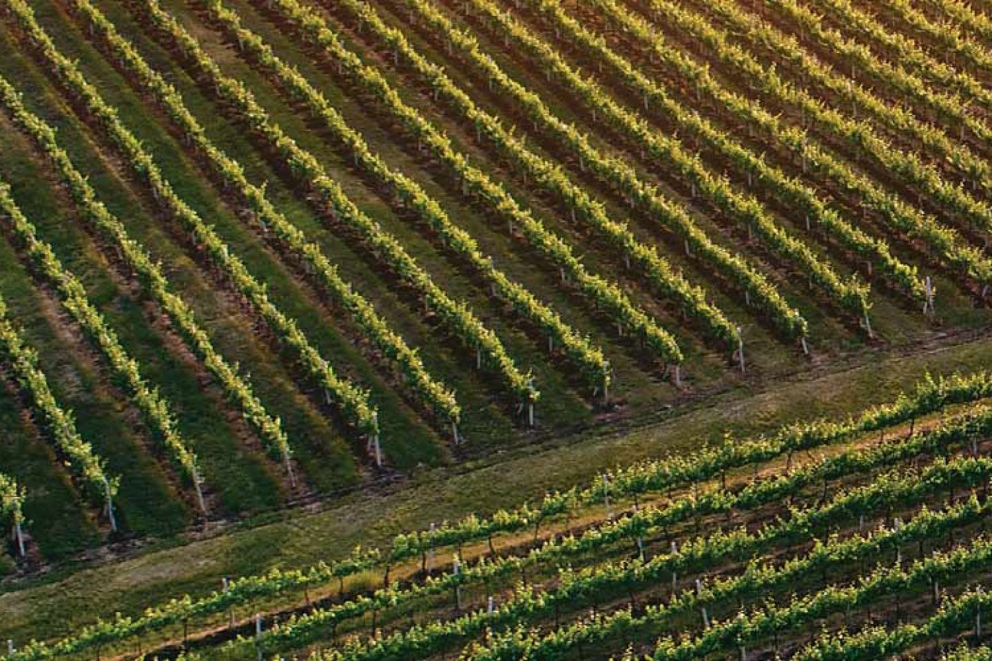 Vineyard
