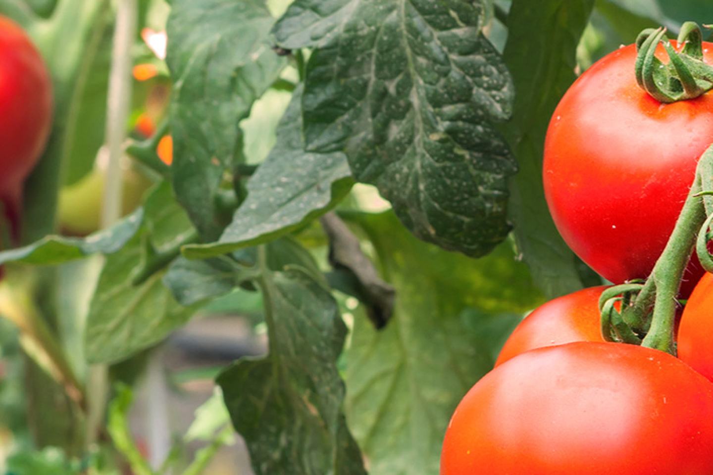 Tomato on vine