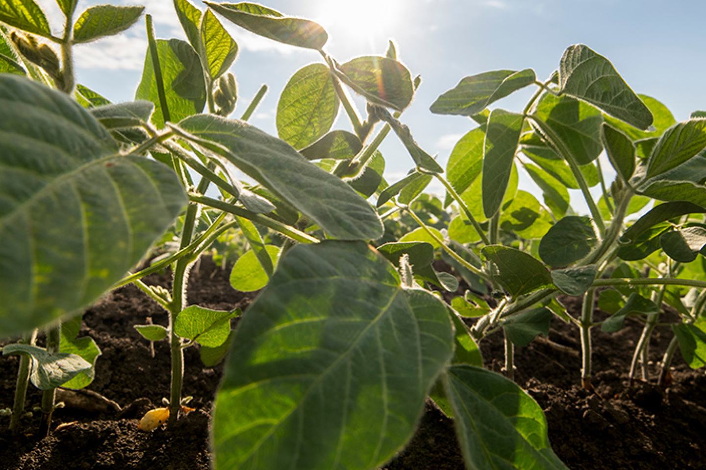 soybean field