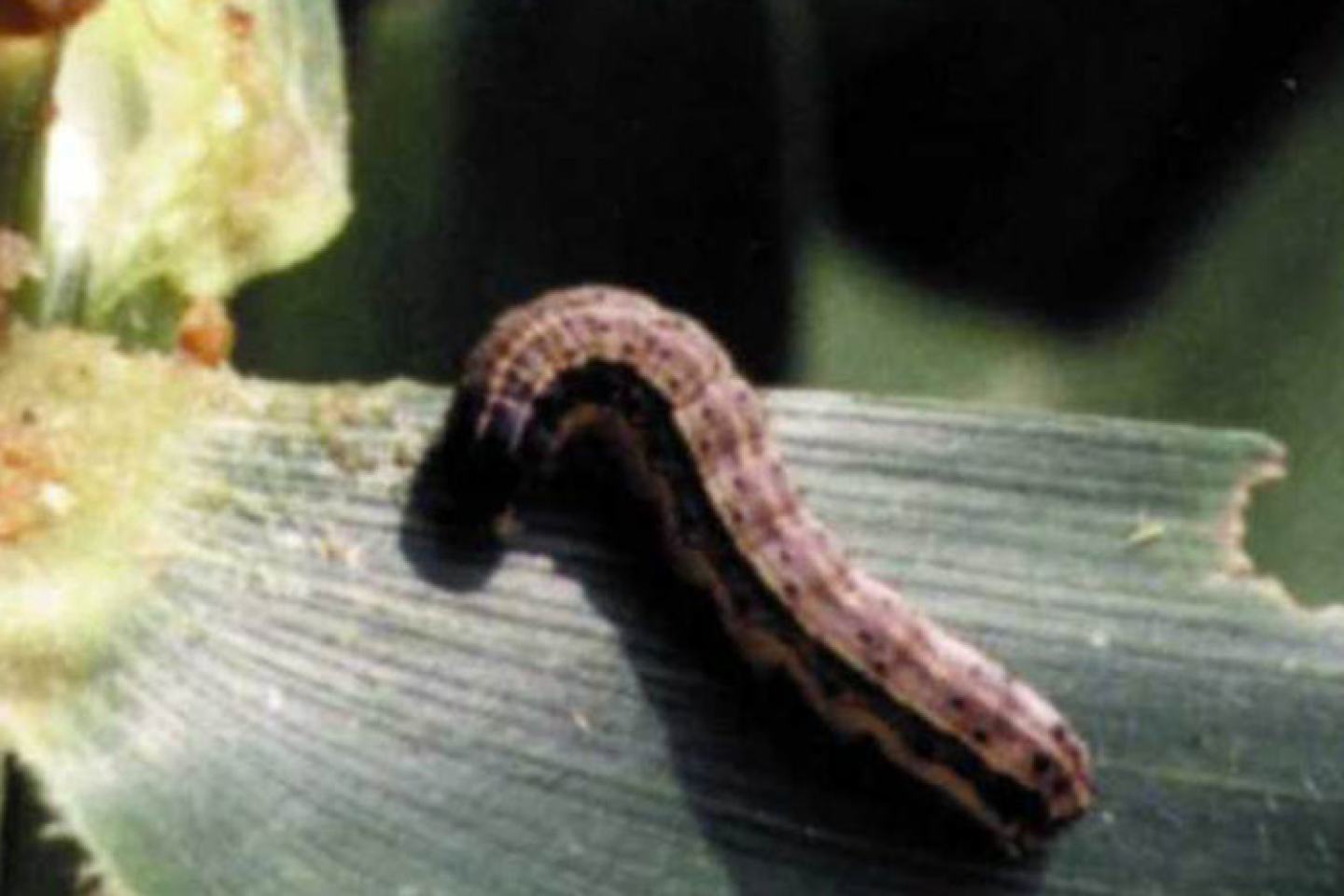 armyworm