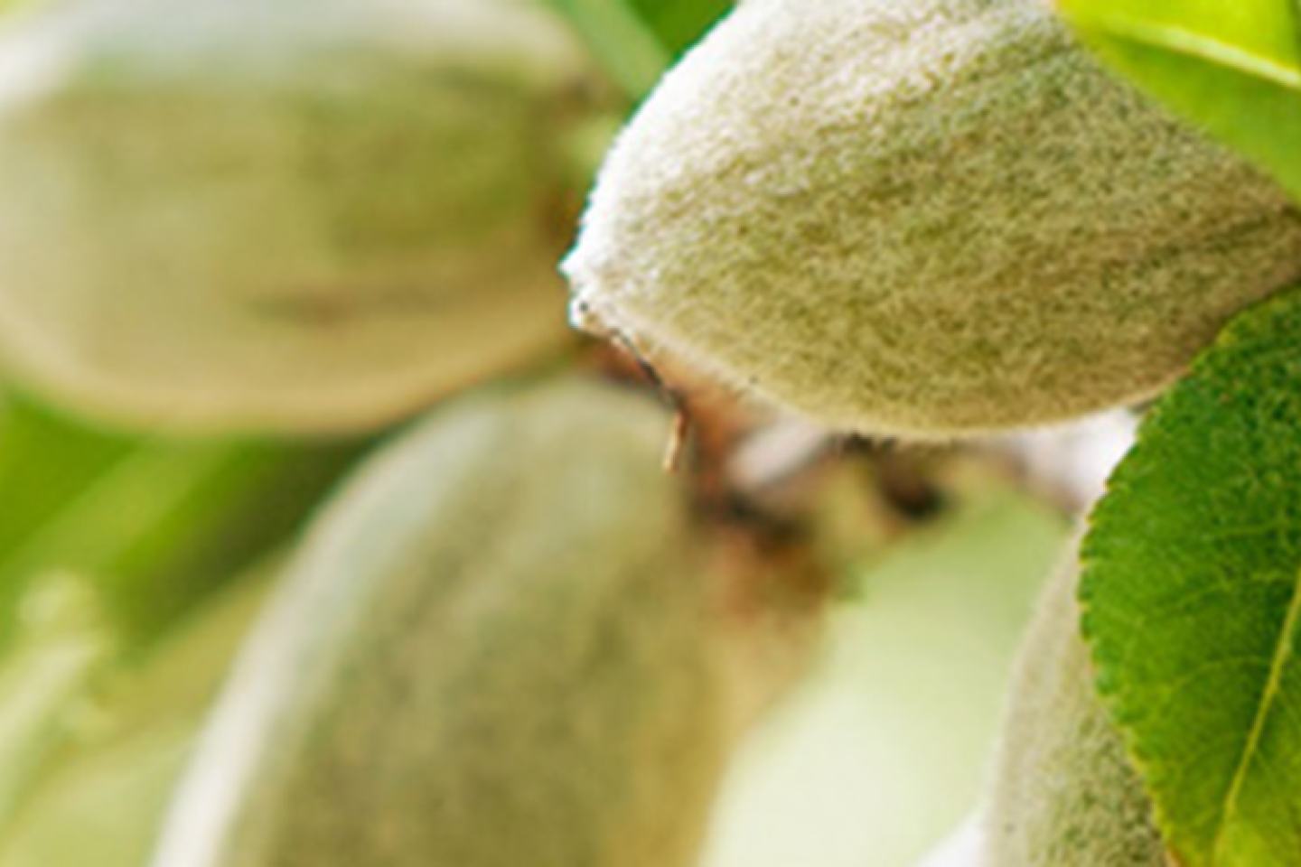 almonds